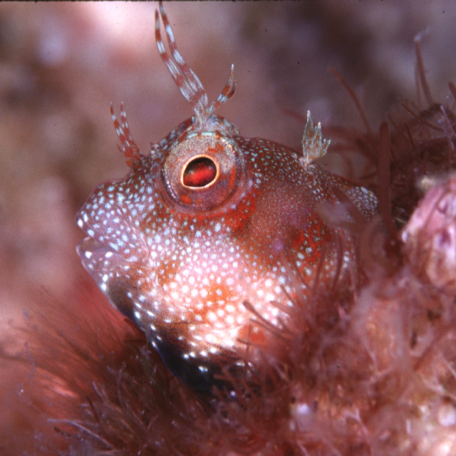 Mimoblennius atrocinctus